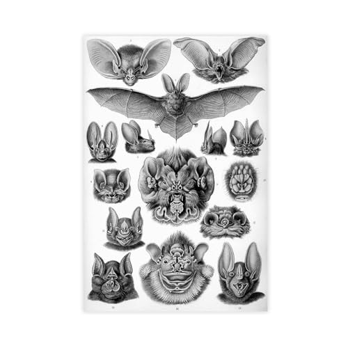 Chiroptera Toile Ernst Haeckel Tableau Mural Esthétique et Élégant de 30 x 45 cm