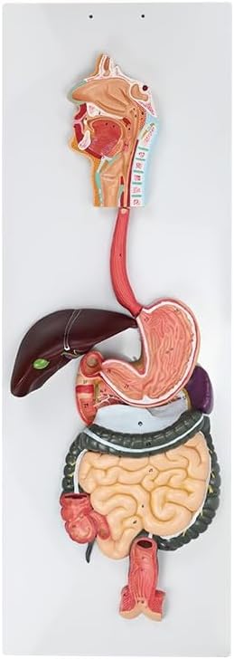 Human Digestive System Model, Life-Size Digestive System Displays Opened Organs,Digestive Tract Nose Pharynx and Larynx Large Intestine Small Intestine Stomach Anatomy Model
