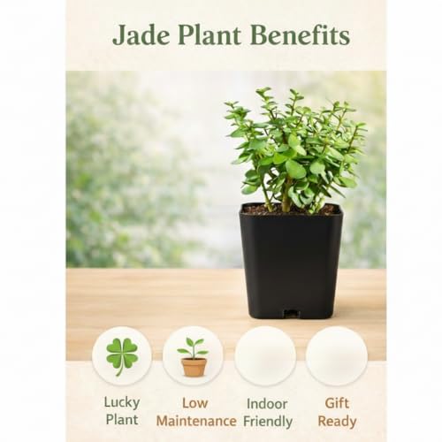 Image of Live Jade Plant with Pot | Good Luck Feng Shui Money Succulent Plant | Low Maintenance Indoor Outdoor Air Purifying Plant for Home Living Room Office Desk Decor | Pack of 1