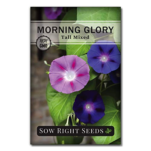 Sow Right Seeds - Tall Mixed Morning Glory Seeds for Planting - Non-GMO Heirloom Packet with Instructions to Grow - Perennial Vining Variety with Multi Color Blooms - Beautiful Trailing Decor (1)
