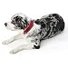 HUNTER SOFTIE Hundehalsband, Kunstleder, samtig, pflegeleicht, 55 (M-L), rot