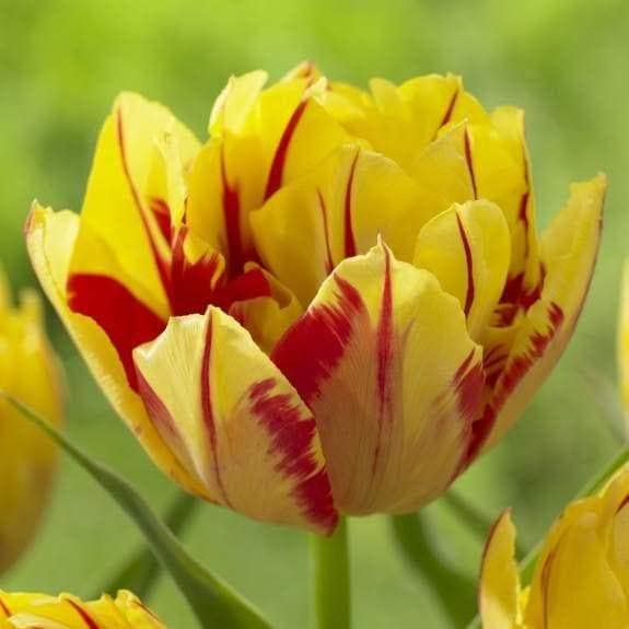 Tulip Bulbs Red-Yellow (Pack of 1) By Zabbus-image-21