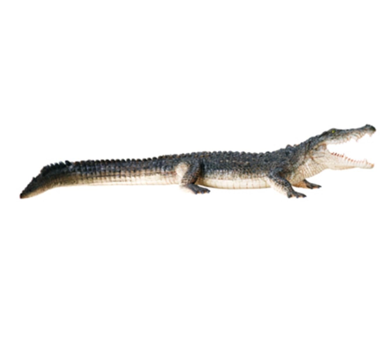 Modello Anatomico Modello Di Anatomia Animale Del Pesce Alligatore, Strumento Didattico Scientifico Modello Didattico