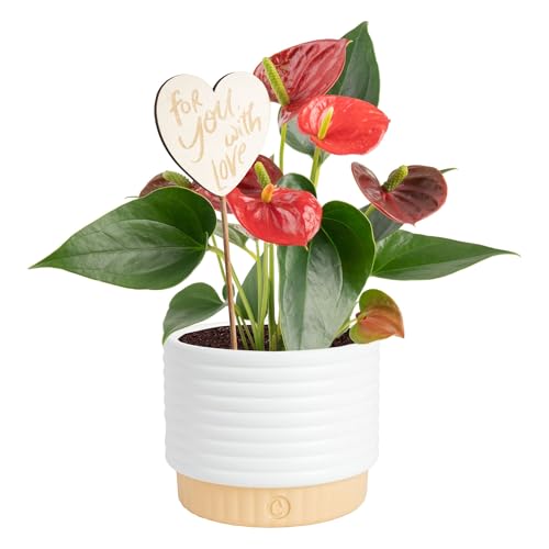 Image of Costa Farms Anthurium, Live Indoor Plant, Easy Care, Home Decor | Waxy long-lasting blooms in bright indirect light. Enjoy red flowers indoors. Great indoor houseplant. About 10-14 in tall.