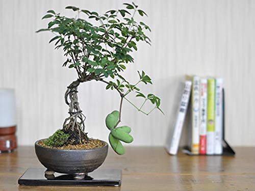 小品盆栽 アケビ 極太 沢山の花 【公式通販】