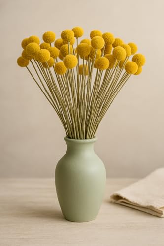 Flores Secas Craspedia, 15 Tallos, Amarillo miniatura 3
