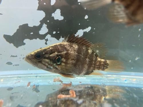 （淡水魚） オヤニラミ 5～7ｃｍ １匹 （生体）
