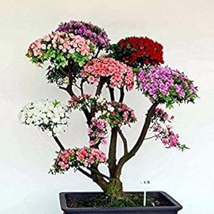 Nuovo albero bonsai giapponese bonsai 10 pezzi colorato ciliegio piante fiorite per la casa & amp; Garden Beautiful Flowers: Sky Blue:Seeds