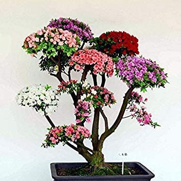 Nuovo albero bonsai giapponese bonsai 10 pezzi colorato ciliegio piante fiorite per la casa & amp; Garden Beautiful Flowers: Sky Blue:Seeds
