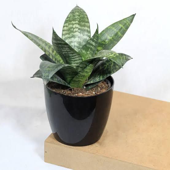 Live Dwarf Green Snake Plant – Small Indoor Houseplant for Clean Air | Low Light Tolerant, Easy Care Sansevieria in Pot | Perfect Desk Plant for Office, Bedroom, or Small Spaces-picture-10
