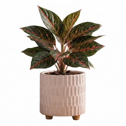 Image of Ceramic Pot for Indoor Plants - White (5 inches) | Has built-in stand so that water never clogs