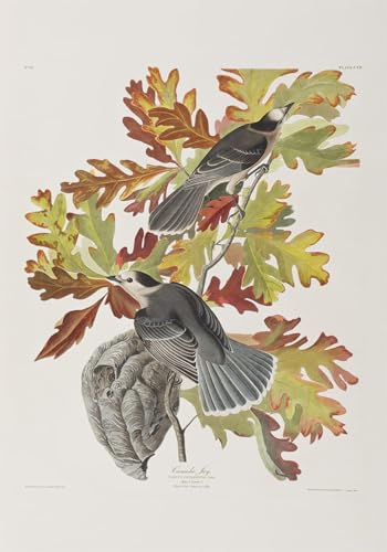 Illustration d'oiseaux John Audubon pour sublimer la décoration murale du salon
