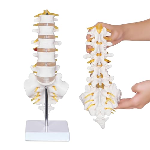 Modelo de columna lumbar con 5 vértebras, modelo de anatomía de tamaño real con sacro y disco espinal, base resistente para aulas