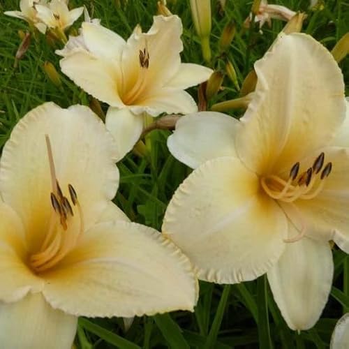 6x Lis d'un jour 'Helle Berlinerin' - Hemerocallis ‘Helle Berlinerin’ - Godet 9x9cm