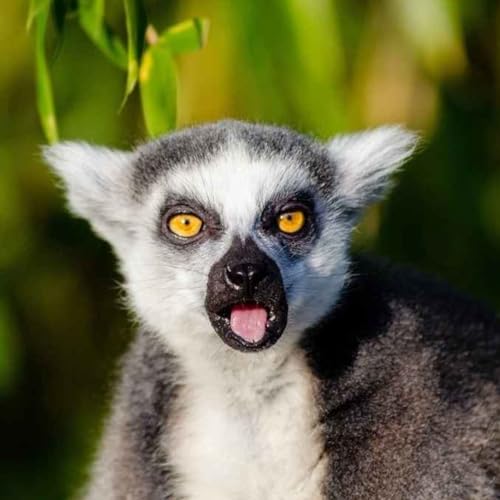 Biological Anthropology with First Year Undergrad Cooper