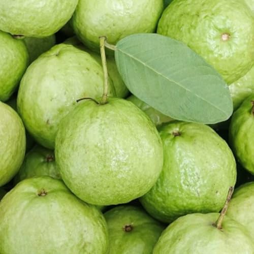 Image of Guava Shweta Amrud Delicious Guava Plant - Pack of One,CF SG32