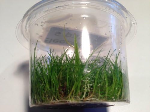 Eleocharis parvula in vitro - Dwarf Hairgrass Live Aquarium Plants Planted Tanks
