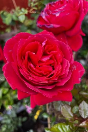 Gorgeous Red/Dark red, Hybrid Tea/Floribunda Bush Rose Plant in A 3 Lt Pot