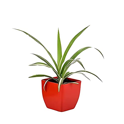 Image of Indoor Air Purifying Spider Plant in Decorative Pot | Natural Aesthetic Live Plant for Home & Office | Low Maintenance Tabletop Greenery(3Inch Pot, Assorted Colour) (Spider)