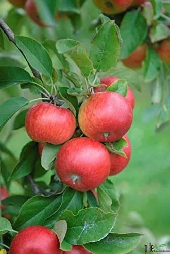 Balkonobst Apfel Topaz Kleinobst Terrassenobst Apfelbaum 80-120 cm Lieferhöhe | endgültige Höhe bis max 300 cm | malus domestica ' Topaz' | Befruchter Cox Orange, Gloster, Goldparmäne