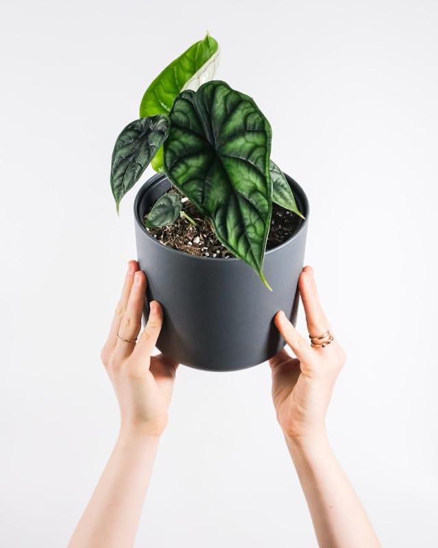 Alocasia Dragon Scale Plante Exotique pour Sublimer votre Salon de sa Beauté Verte