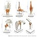 6 pcs/Set Anatomy Models Human Shoulder Elbow Hip Knee Hand Foot Joint Bone Models Human Joint Anatomy Model Science Models Human Body Six Major Joint Models Joint Series Model