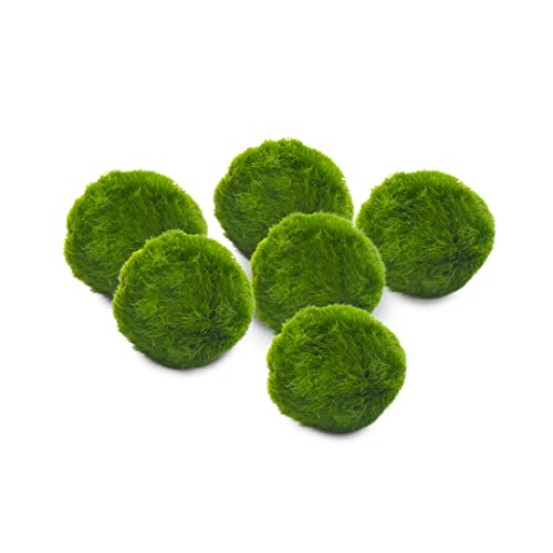 Marimo Set sfuso diametro 2-3 cm - Originale e Certificato - Solo Marimo (6)