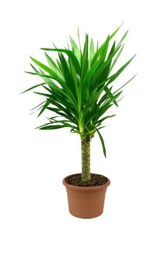 Palmera Yucca Elegans Natural Palma Yuca para Exterior Tamaño de 80cm o Más