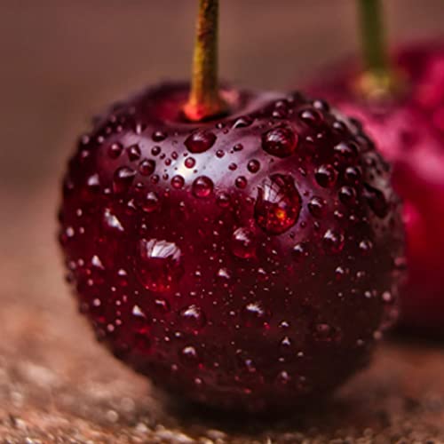 Kviter 20 Seeds Sweet Cherry Tree Prunus Avium - Organic Live Tree Plant Seeds For Your Home And Garden #TOP20