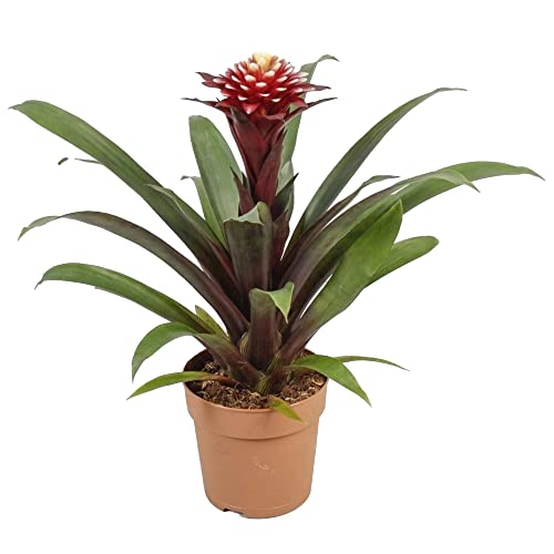 Guzmania Francesca : Bromélia d'intérieur de 45-55 cm avec son pot de fleurs