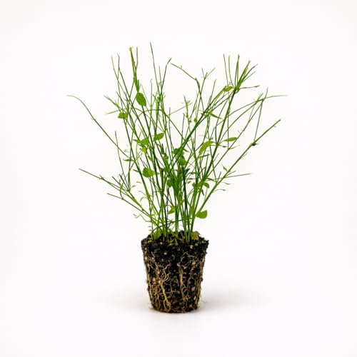 PLANT NOOK Russelia Firecracker Salmon Live Plant Starter | Salmon Tubular Blooms for Hummingbirds | Cascading “Fountain” Habit for Hanging Baskets & Pots | Full Sun, Heat Tolerant, Easy Care