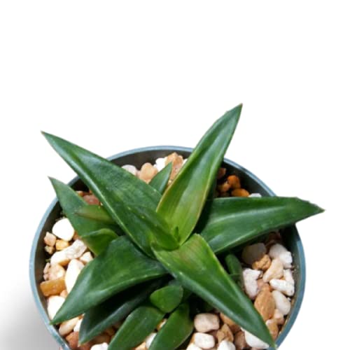 OhhSome Succulent Plant Haworthia Pentagona Exotic Plants Succulents Mini Decorations (Healthy Live Plant) (B09K4GQXRV) Amazon Price History, Amazon Price Tracker