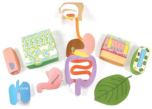 Image of NewPath Cell Organization 3-D Paper Model Making Kit - Individual Student Edition (24-7738)