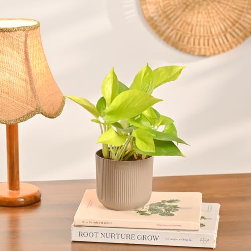 Image of Ugaoo Combo of 4 Live Indoor Plants with ibiza Pots (mocca) - Green Snake Plant, Aglaonema Pink, Jade Plant, Golden Money Plant | Perfect for Home Decor & Office