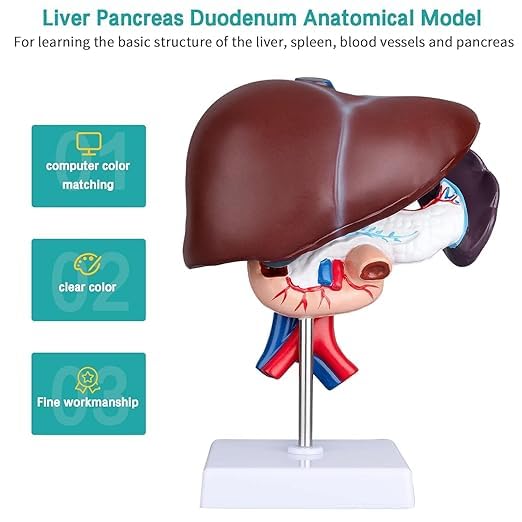 Anatomical Model of Liver, Pancreas and Duodenum with Detailed Structures
