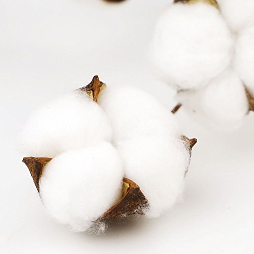 Coceca Cotton Stems - 3 Pack 10 Balls Per Stem - 23 Inch Farmhouse Display Filler-Foral Decoration - Thumbnail 2