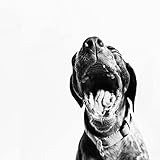  Let The Dog Speak