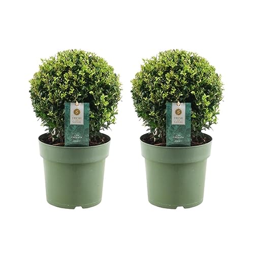 Plants by Frank | Echte Stechpalme Kugel | 2x Ilex Crenata \'Jenny\' Kugel | Set von 2 Stück | 20 cm Ø durchmesser | Buchsbaum Ersatz | Ilex | Gartenpflanzen | Buchsbaum | Pflanzen
