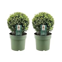 Plants by Frank | Echte Stechpalme Kugel | 2x Ilex Crenata 'Jenny' Kugel |  Set von 2 Stck | 20 cm  durchmesser | Buchsbaum Ersatz | Ilex |  Gartenpflanzen | Buchsbaum | Pflanzen : Amazon.de: Garten