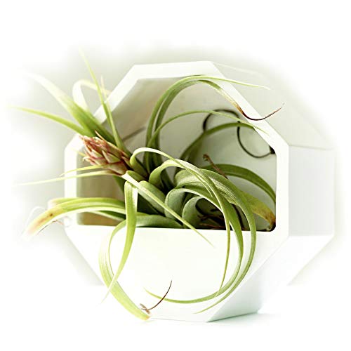 2 Planter Pots For Wall Hanging And Table Modern Design Geometric Plant Holder Vertical Garden Plant Terrarium Ideal For Succulents Tillandsia Air Plants Cactus & Artificial Plants Pots White 2 Pieces #TOP19