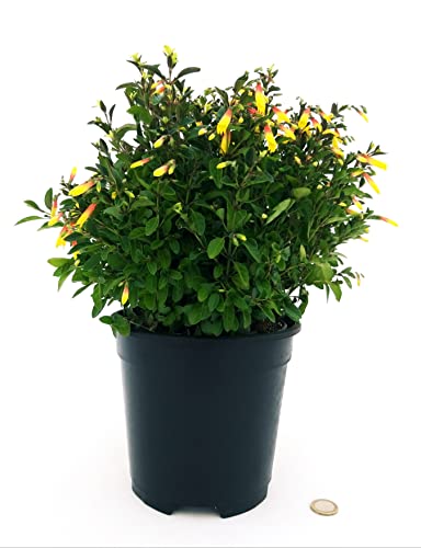 JACOBINIA PAUCIFLORA, GINESTRA BRASILIANA, VASO 16CM DIAMETRO, pianta vera