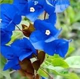 50 semillas de flores de buganvilla azul Spectabilis