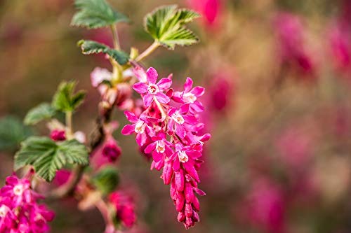 Home Comforts Ribes Sanguineum Blossom Bloom Corpuscle-20 Inch By 30 Inch Laminated Poster With Bright Colors And Vivid Imagery-Fits Perfectly In Many Attractive Frames