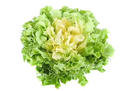 Sachet de graines de Chicorée scarole blonde à cœur plein - Sachet de 4 grammes - Graines de style