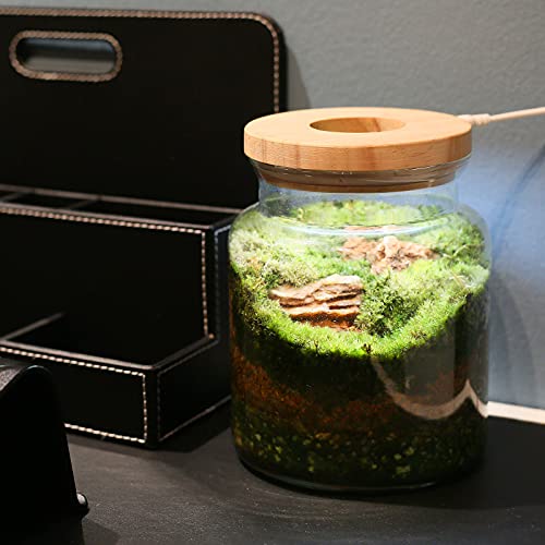 Lecani Plant Propagation Station With Led Plant Light And Wooden Lid, 5.4"D×6.5"H, Desktop Glass Terrarium Containers For Plants Succulent And Air Planter, Office Home Decoration, Plant Lovers Gifts #TOP3