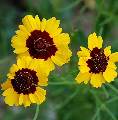 Coreopsis Plains Tall, 25+ Flower Seeds, Bright Yellow with Red Centers.