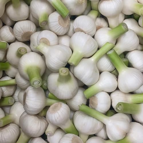 semillas de plantas de ajo, semillas variedades antiguas, semillas de hierbas de jardín Comprar planta de ajo semillas de hortalizas, lecho elevado de jardín verduras, verduras 100pcs