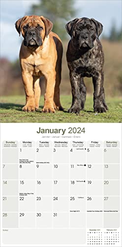 Bull Mastiff Calendar 2024 Square Dog Breed Wall Calendar - 16 Month - Image 3