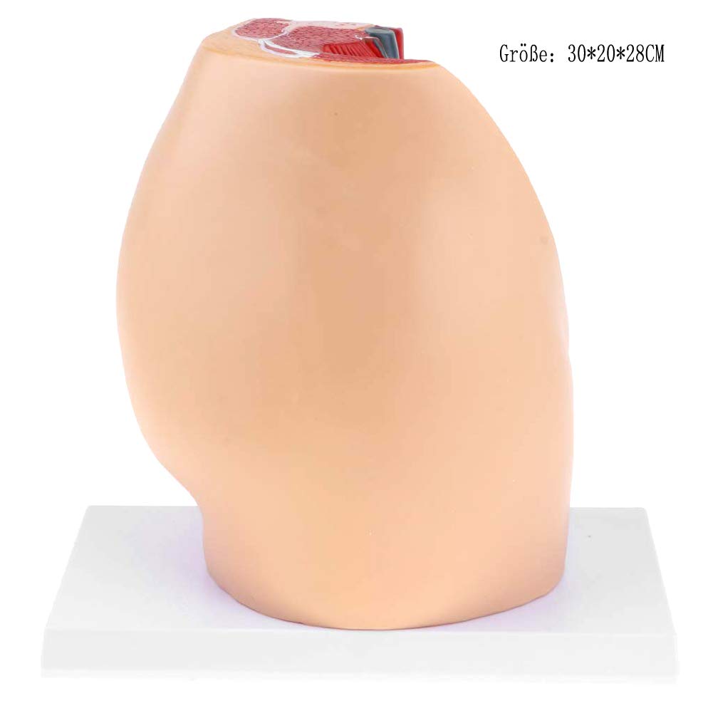 Weibliches Becken Anatomisches Modell,Median Sagittalschnitt Gynäkologisches Urogenitalsystem - PVC Scientific Anatomical Human Model for Medical Educational Training Aid