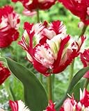 Die Pflanztiefe der Tulpen hängt vom Boden ab, Gepflanzt in leichtem Boden in einer Tiefe von drei Zwiebeln und in schwerem Boden in einer Tiefe von drei Zwiebeln, Wächst am besten in leichter, lockerer Gartenerde mit neutraler Säure (pH 6,5-7,5).